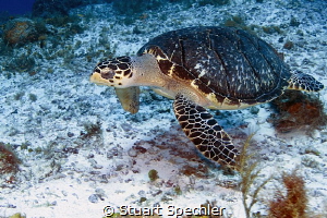On a great drift dive, this beautiful turtle didn't seem ... by Stuart Spechler 